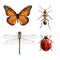 Insects realistic set