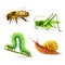 Insects realistic set