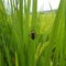 insects in rice plants