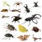 Insects and scorpions