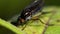 Insects - Semaphore Fly, Poecilobothrus nobilitatus