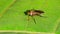 Insects - Semaphore Fly, Poecilobothrus nobilitatus