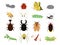 Insects set