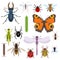 Insects set of icons from top view