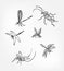 Insects set sketch dragonfly design elements isolated