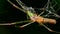 Insects - shadow stretch-spider, tetragnatha montana