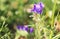 Insects sitting on blooming purple flowers in the nature - macro photography