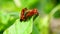 Insects - Soldier Beetle, Cantharis livida