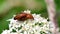 Insects - Soldier Beetle, Cantharis livida