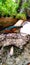 Insects with striking colors perch on the stone terrace.