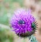 Insects on the thistle Carduus flower