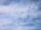 Insects trapped in spider web with a cloudy blue sky in the background