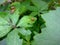 Insects on vine leaves