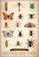 Insects Vintage Book Page