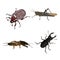 Insects on a white background. Detailed picture of a grasshopper