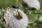 Insects on white flower