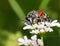 Insects on White Flower