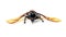 Insects, wings and beetle with horn, front and white background, aesthetic bug for analysis and study. Bugs, science and