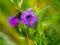 Insects working on the flower of wild plant, macro shot