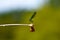 Insects, world of insects, river, flaying, Calopteryx maculata , Odonata, , Calopterygidae