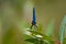 Insects, world of insects, river, flaying, Calopteryx maculata , Odonata, , Calopterygidae