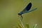 Insects, world of insects, river, flaying, Calopteryx maculata , Odonata, , Calopterygidae