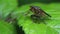 Insects - Yellow Dung Fly, Scathophaga stercoraria