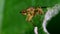 Insects - yellow dung fly, scathophaga stercoraria