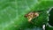 Insects - yellow dung fly, scathophaga stercoraria