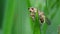 Insects - yellow dung fly, scathophaga stercoraria