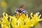 Insects on Yellow Flower