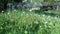 Inseminating dandelions in the summer garden