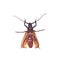 Insescts-Long-horned beetle on white background.