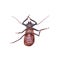 Insescts-Long-horned beetle on white background.
