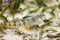 Inshore Lizardfish synodus feotens in sand and grass on sandy bottom