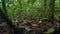 inside Amazon rainforest with lush trees in South America