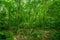 Inside of the amazonian Jungle, surrounding of dense vegetation in the Cuyabeno National Park, South America Ecuador