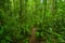 Inside of the amazonian Jungle, surrounding of dense vegetation in the Cuyabeno National Park, South America Ecuador