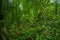 Inside of the amazonian Jungle, surrounding of dense vegetation in the Cuyabeno National Park, South America Ecuador