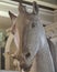 Inside the Art museum Gallerie dell Accademia di Venezia in Venice - sculpture of a horse