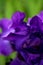 Inside a Bearded Purple Iris
