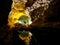 Inside a beautiful lava tunnel cave. Cueva de los Verdes. Lanzar