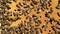 Inside a bee hive, close-up of bees sealing the honeycomb