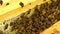 Inside a beehive, a close-up of bees depositing honey in wax combs