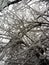 Inside the big Hazelnut tree covered with snow