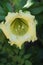 Inside a chalice flower at a tropical garden