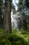 Inside of the coniferous forest in the Carpathian Mountains.