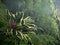 Inside the conservatory: bromeliad plant and green background of venus hair fern