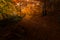 Inside fairy tale romantic autumn forest