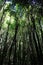 Inside a forest of huge Patagonian Cypresses, Fitzroya, Cupressoides, Alerce Andino National Park, Patagonia, Chile